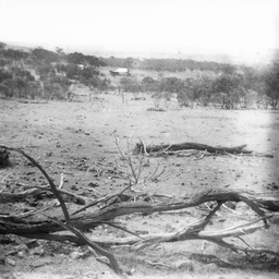 Rural scene