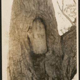 Burke's 65th camp, Coopers creek
