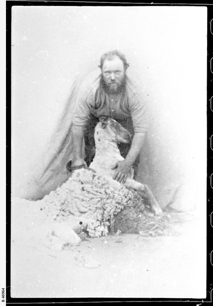 Shearing sheep • Photograph • State Library of South Australia