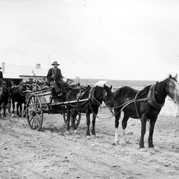 Wood carts bringing mallee to Eucla