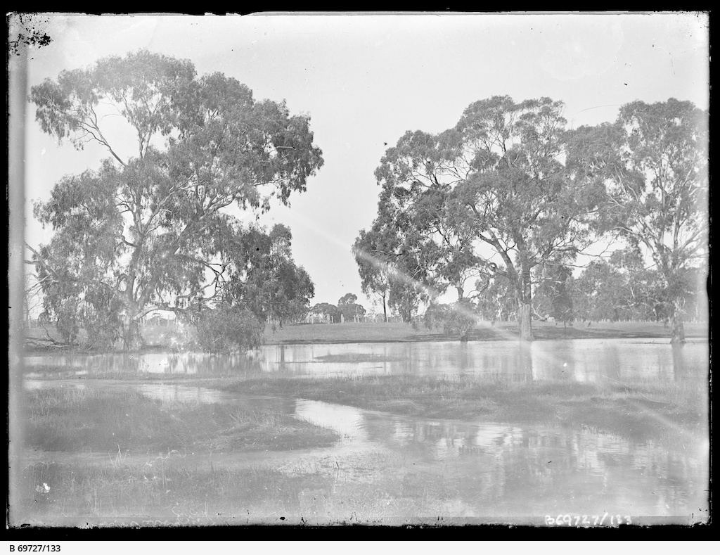 Poocha Swamp • Photograph • State Library of South Australia