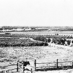 River and fruit blocks at Berri