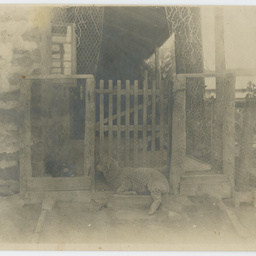 Photographs of the Bailey and Chitty families at Yardea Station