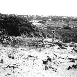 Younghusband Peninsula showing sand dune vegetation