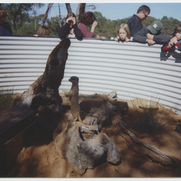 Meerkats at Monarto Zoological Park