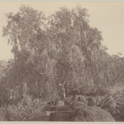Native Willow Tree