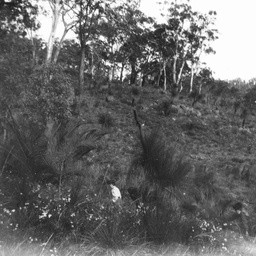 Bush scene