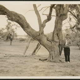 Burke's tree, Fort Wills