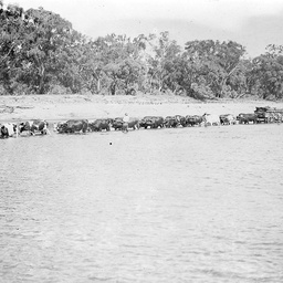 Bullock team crossing the Murray River at low tide