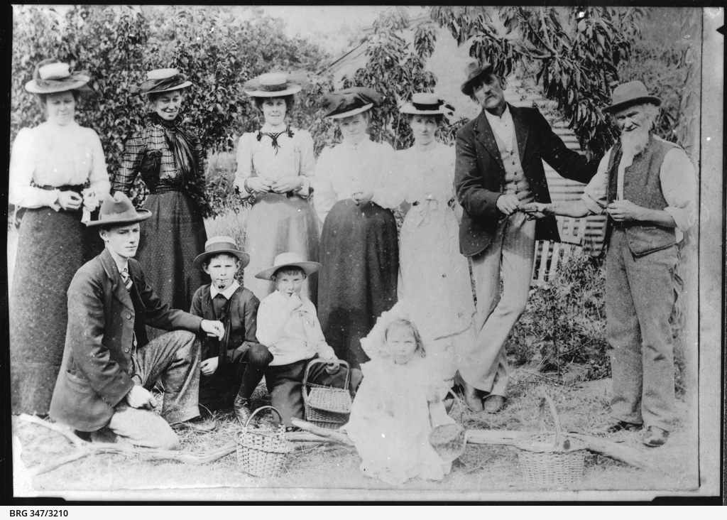 Arthur's cherry gardens, Glenburnie • Photograph • State Library of