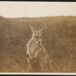 Young roo