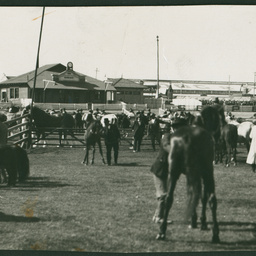 Livestock at the Royal Adelaide Show