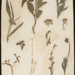 Botanical specimens