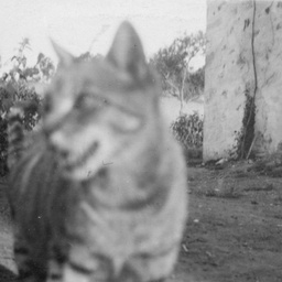 Cat in a garden