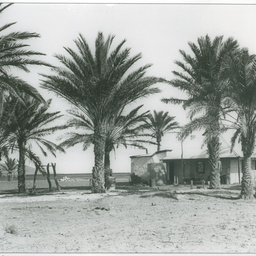 Lake Harry Station Date Palms