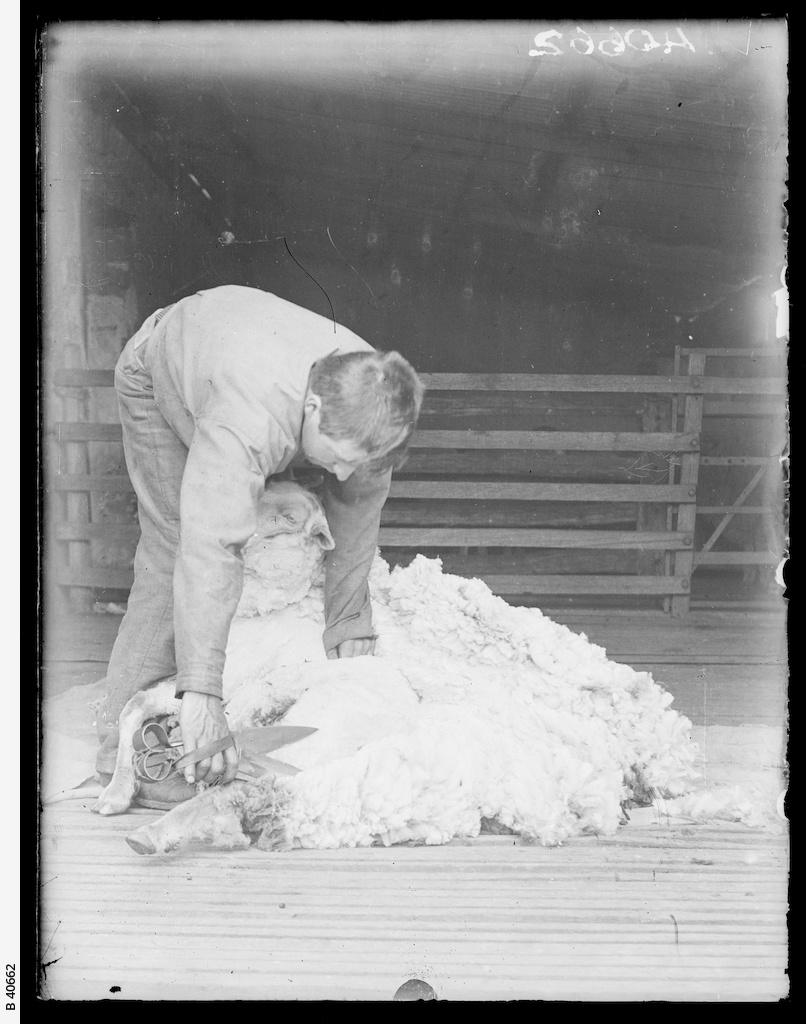Shearing sheep • Photograph • State Library of South Australia