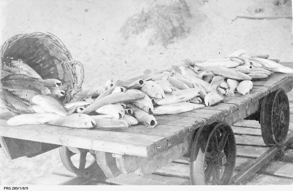A display of large butterfish at Port Noarlunga jetty • Photograph