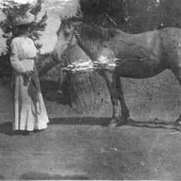 Pony