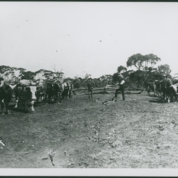 Scrub Logging