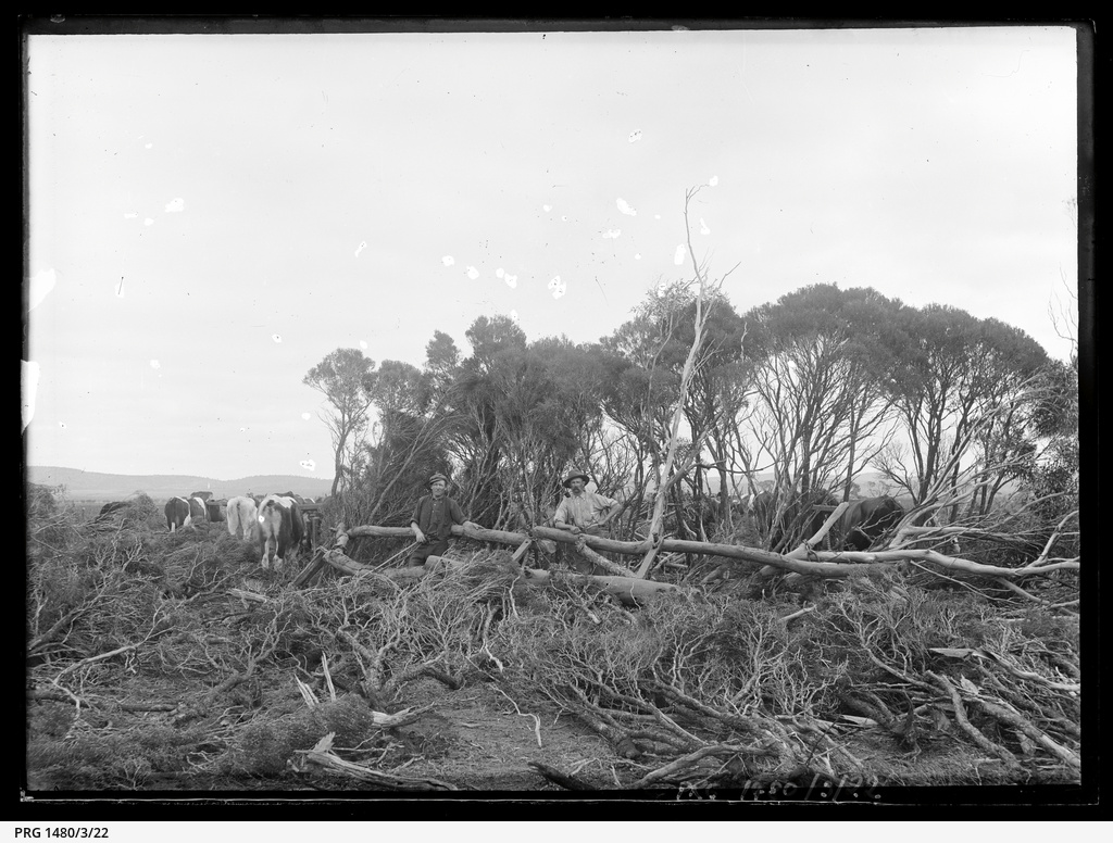 Eyre Peninsula logging and land clearing, and other scenes • Photograph