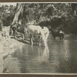 Horses drinking
