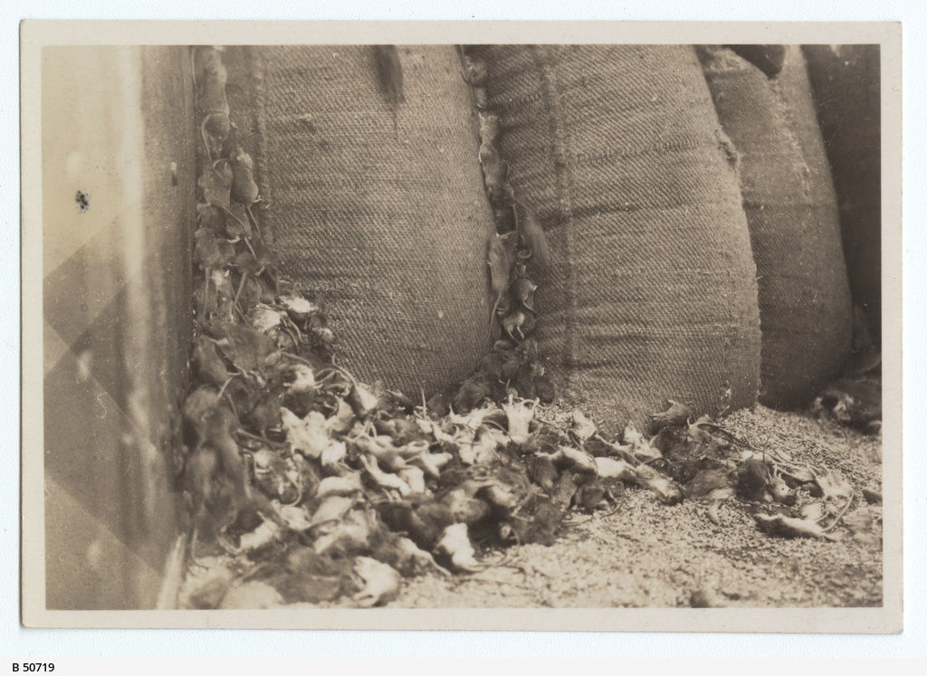 Gassed mice at a wheat stack • Photograph • State Library of South