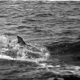 A dolphin swimming in the wake of a ship