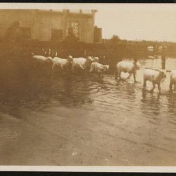 Floods at Bulgannia Station