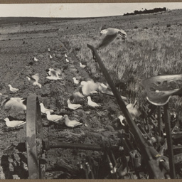 Seagulls in the field at Ungarra, Eyre Peninsula.