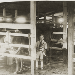 Milking plant in operation