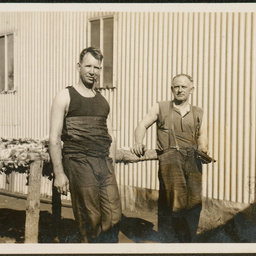 Shearers at Bulgunnia Station