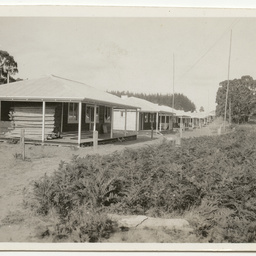 Views of pine plantation and saw mill