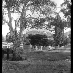 Collection of photographs taken around Adelaide by Theo Bachmann