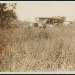 Grass, Innamincka Station