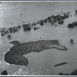 Murray River floods