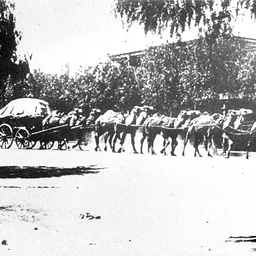 Camel team passing through Wilcannia