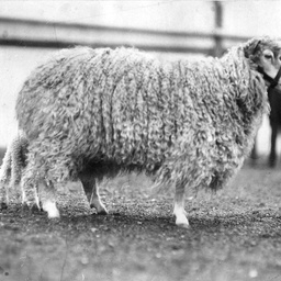 A mohair sheep on display