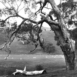 Sheep at Coromandel Valley