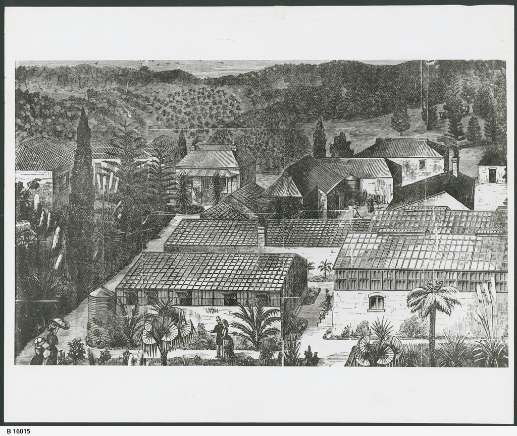 Newman's Nursery, Houghton • Photograph • State Library of South Australia