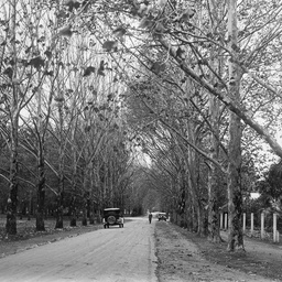 Botanic Park