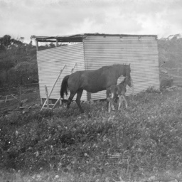 Horse and foal