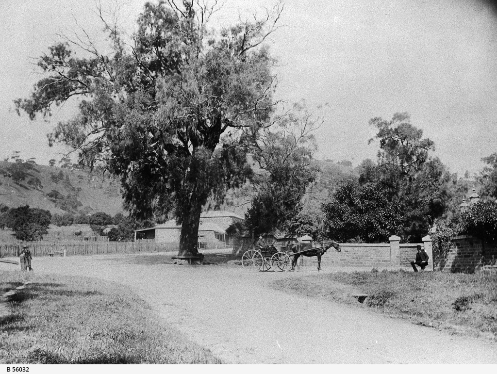 The old gum tree at Glen Osmond • Photograph • State Library of South