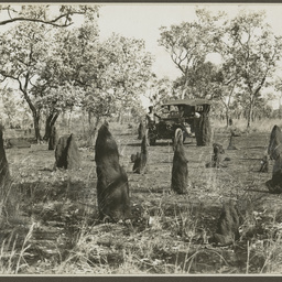 Termite mounds.