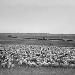 Sheep at Bungaree