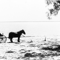 Horses and carriage at Lake Bonney in flood