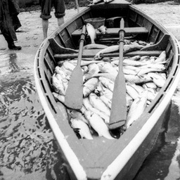 Catch of butterfish from Nine Mile Point at The Coorong