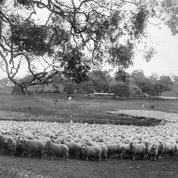 Sheep at Bungaree