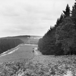 Mount Burr Forest