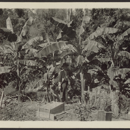 William White in his garden