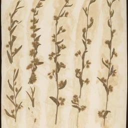 Botanical specimens